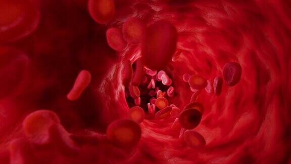 动脉中的红细胞无限循环的动画