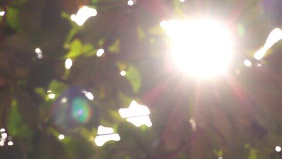 阳光透过树叶的自然景象4k