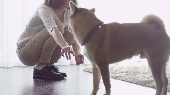 一个女人在客厅里和一只柴犬玩耍