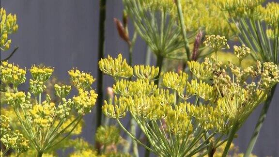 蜜蜂从黄花中采集花粉