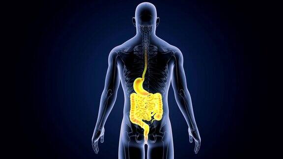 胃和肠与骨骼