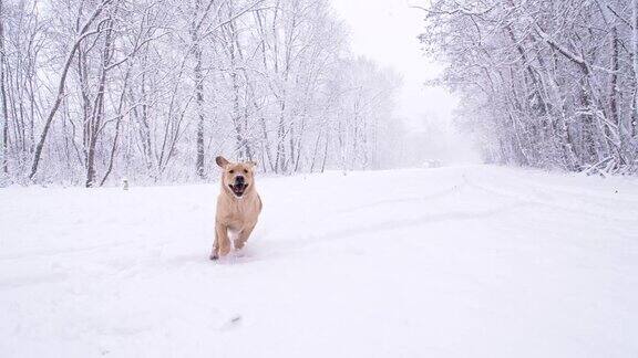 慢动作狗在雪中奔跑