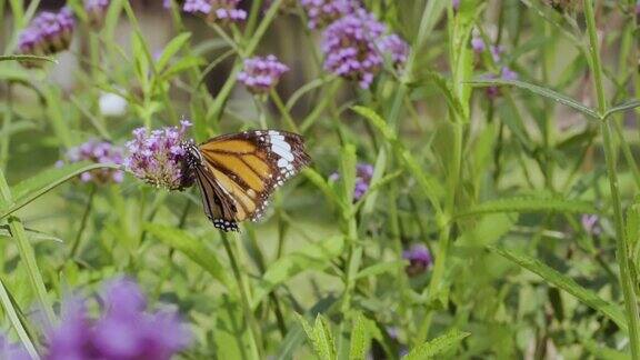自然花园马鞭草花朵上蝴蝶受伤愈合的慢镜头