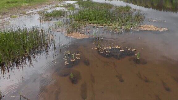 低角空中滑翔拍摄的浅水芦苇和草在沙质河底在春季洪水