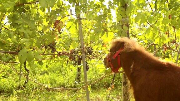 美丽的棕色小马在吃葡萄小马在意大利的一个葡萄园里吃葡萄特写
