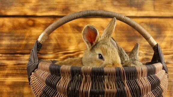 两只可爱的毛茸茸的棕色小兔子坐在一个柳条篮子里摇摆着它们的耳朵复活节兔子是为了庆祝复活节这一宗教节日春天的季节