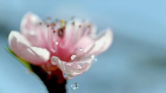 水滴落在花上