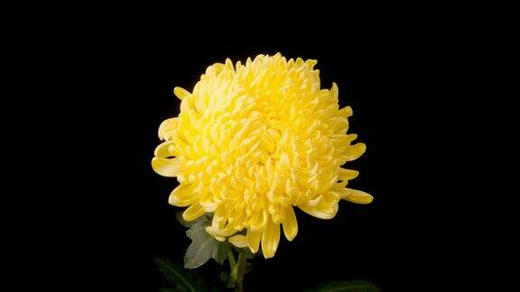 美丽的黄色菊花开放