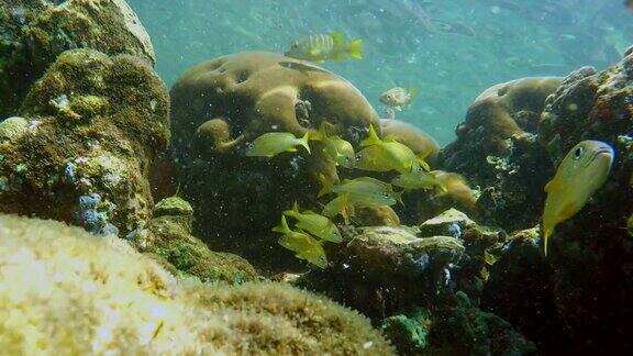 加勒比海珊瑚礁上多彩的海床