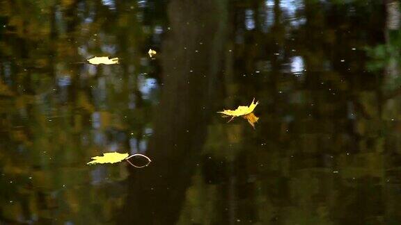 秋天的黄叶漂浮在江面上