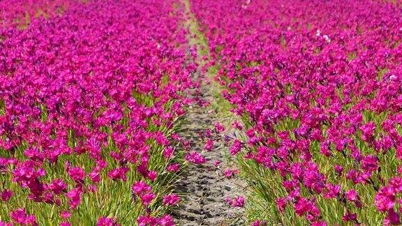 荷兰的田野上开着粉红色的花
