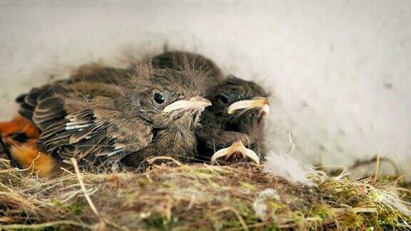 饥饿的夜莺在巢中孵化