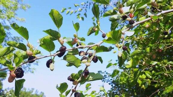 桑树的枝头上挂着成熟的果实映衬着天空
