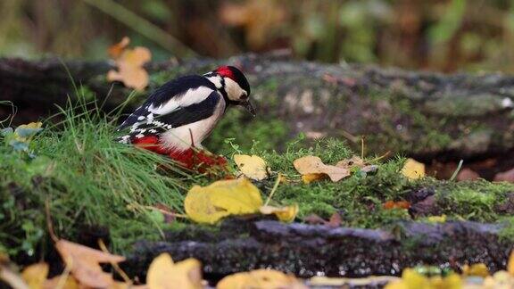 大斑点啄木鸟在森林的地面上觅食