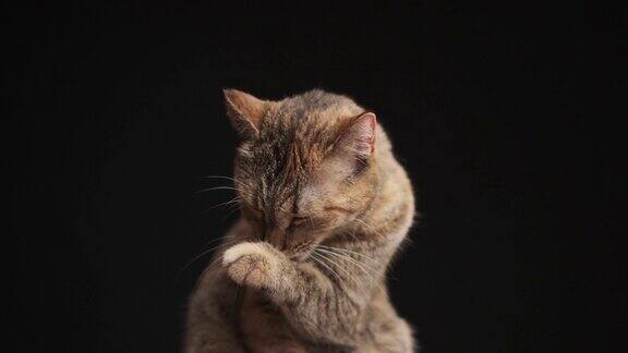 姜猫用爪子洗脸