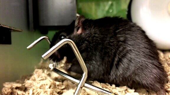 有趣的老鼠在宠物商店找到食物吃