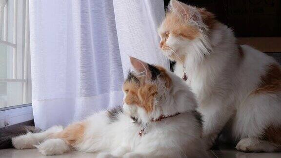 两只波斯猫坐在那里看着门外互相舔着对方的头发