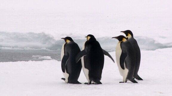 四只企鹅一只在摇晃