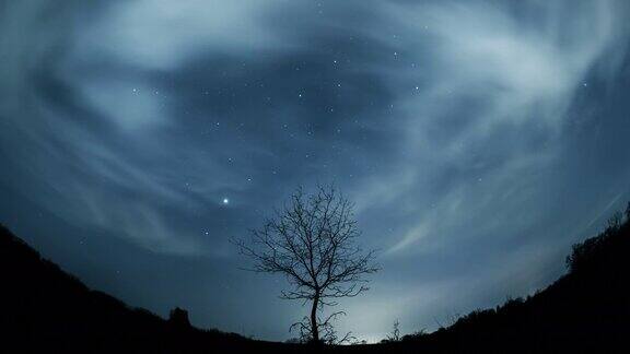 星空下孤独的树