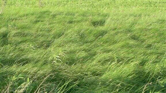 广角本地草原草吹在慢动作
