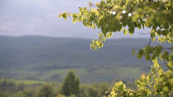 春天喀尔巴阡山脉的风景