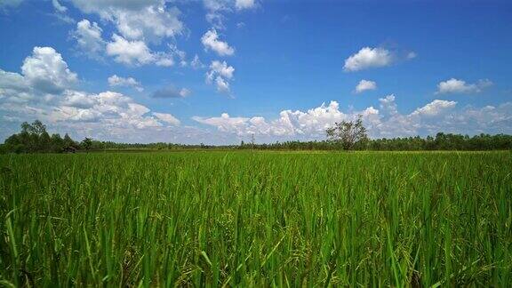 稻田与美丽的天空和云