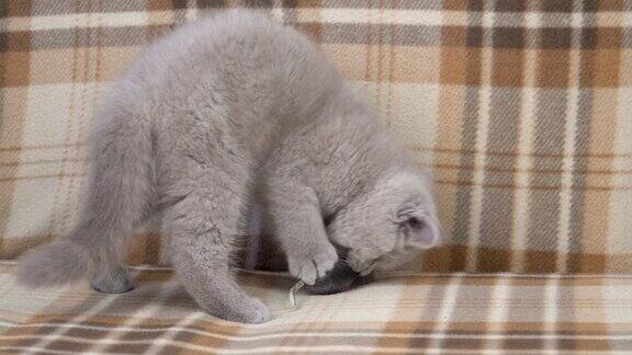 纯种英国短毛猫猫烟雾缭绕的颜色小可爱的小猫在玩玩具老鼠