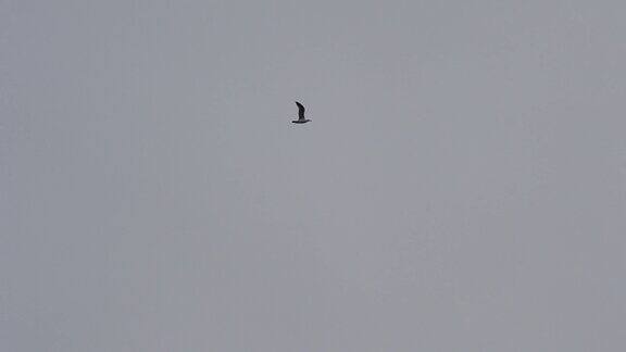 两只燕鸥在灰色的天空中美丽地飞翔