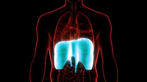 人体呼吸系统横膈膜解剖动画概念