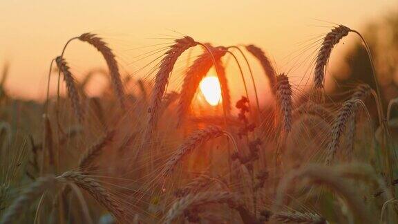 神奇的金色阳光洒在麦田上宏大圈的太阳日落时庄稼随风摇摆夏天的青草植物的剪影黎明阳光照亮茎小穗充满粒