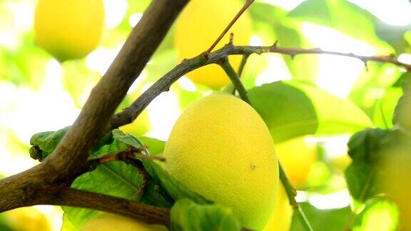 柠檬在树枝上
