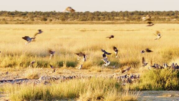 一群欧亚颈圈鸽子聚集在南非博茨瓦纳萨瓦纳的一个水坑附近