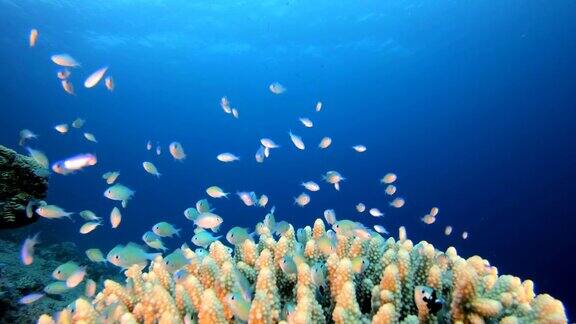 美丽热带珊瑚园