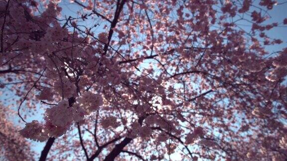 春天的樱花和太阳耀斑4KUHD