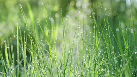 在一个阳光明媚的早晨缓慢运动的绿色春天草与大露珠存在影响4k慢动作