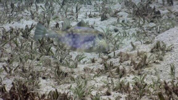 河豚箱鱼在水下寻找食物时身上有白色的珊瑚