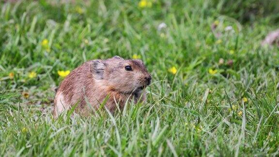 若尔盖草原上的鼠兔在吃草