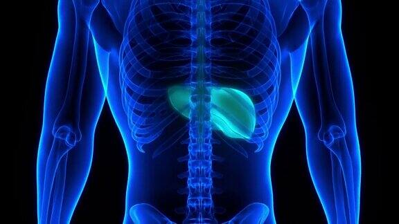 人体内脏消化器官肝脏解剖动画概念