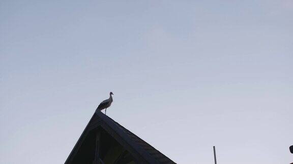 东方白鹳在屋顶上筑巢