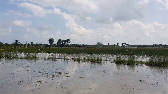 农忙季节人们开着拖拉机犁稻移草调整土壤然后再播种水稻进行耕作