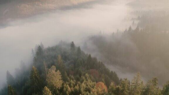 山脉秋天森林雾黎明无人机视图