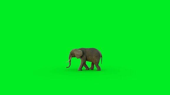 在绿色屏幕上的3D大象行走动画和超逼真的渲染
