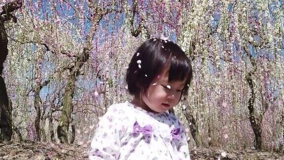 在日本的梅花树公园花瓣飘落在小女孩身上的慢镜头