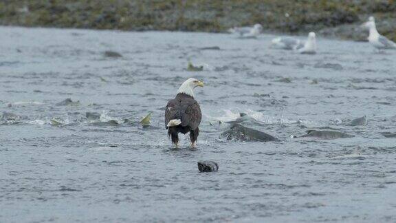 鹰和海鸥在河上吃大餐成群的鲑鱼游回来产卵