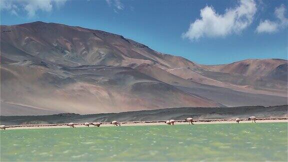 智利阿塔卡马沙漠中的安第斯火烈鸟