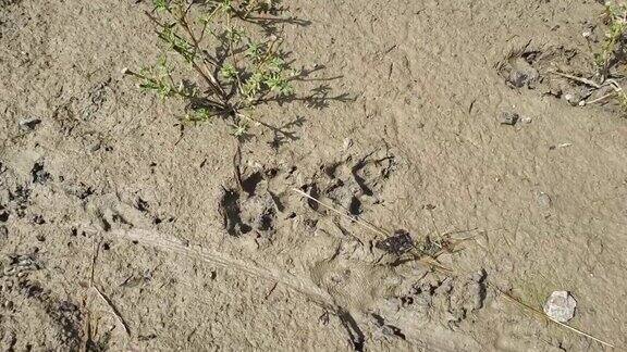 沙上有亚洲野狗的爪印