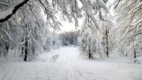 森林景观在冬季降雪后