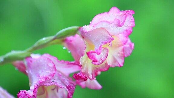 美丽的粉红色花和水珠在花园里剑兰在阵雨中特写动态场景色调视频50fps