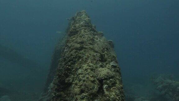 珊瑚生长在日本被遗弃的海底沉船上