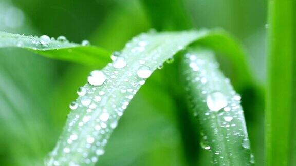 树叶上的雨滴以绿色为背景